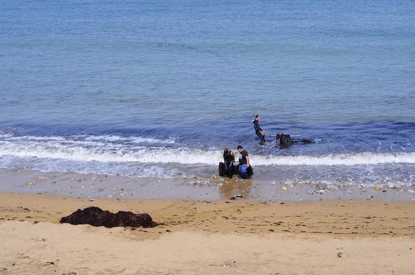 Люди берут съедобные морские водоросли на пляже . — стоковое фото