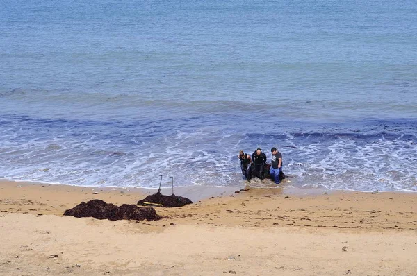 La gente recoge algas comestibles en una playa . — Foto de Stock
