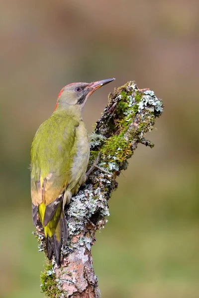 Masculino europeu verde woodpecker no um ramo — Fotografia de Stock