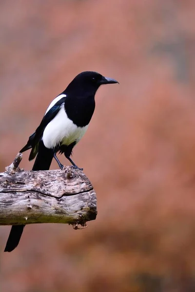 Magpie perched on a tree. — Stock Photo, Image