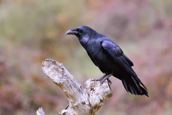 Corvo nero, Corvus corax . — Foto Stock