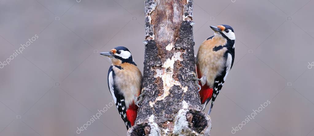 StockPhotoAstur