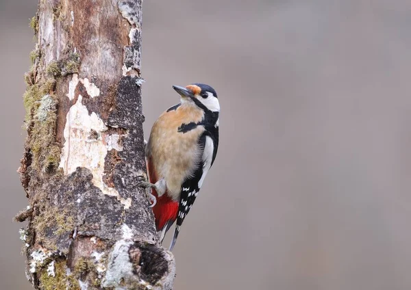 Great spotted Woodpecker uppe. — Stockfoto