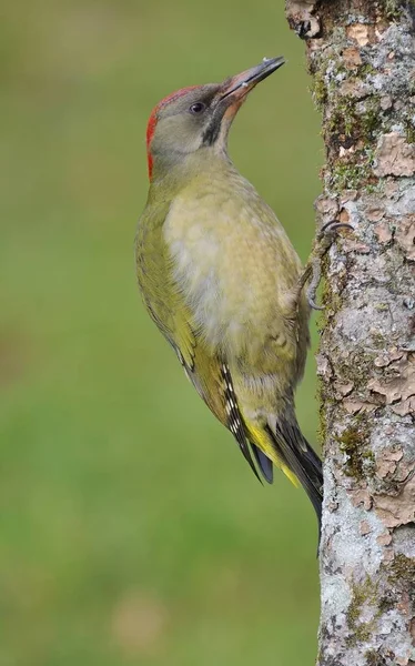 Pájaro carpintero verde europeo macho en una rama —  Fotos de Stock
