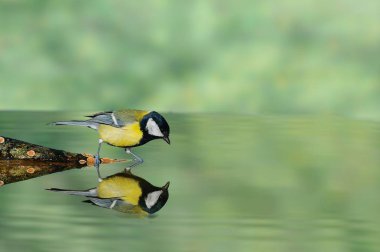 Büyük baştankara içme suyu gölet.