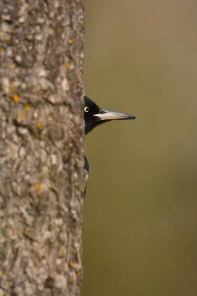 Pica-pau preto, Dryocopus martius empoleirado na árvore . — Fotografia de Stock