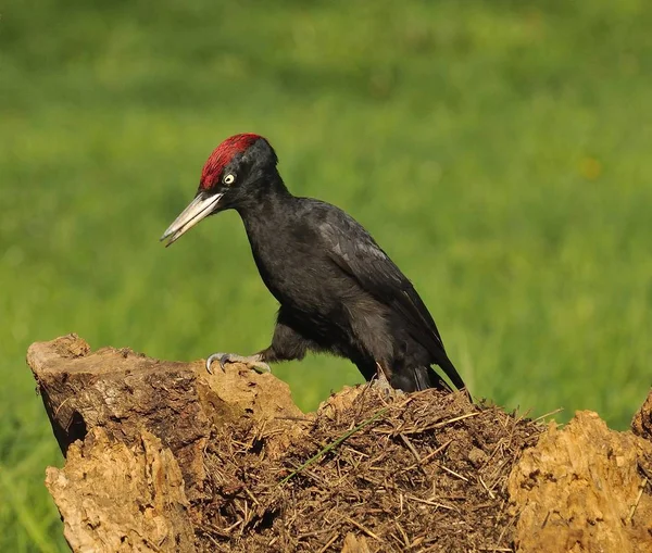 Pájaro carpintero negro, Dryocopus martius encaramado en una vieja rama seca . —  Fotos de Stock