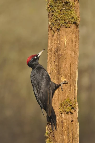 Black woodpecker, Dryocopus martius perched on old dry branch. — Stock Photo, Image