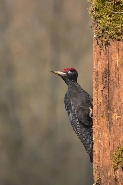 Black woodpecker, Dryocopus martius perched on old dry branch. — Stock Photo, Image