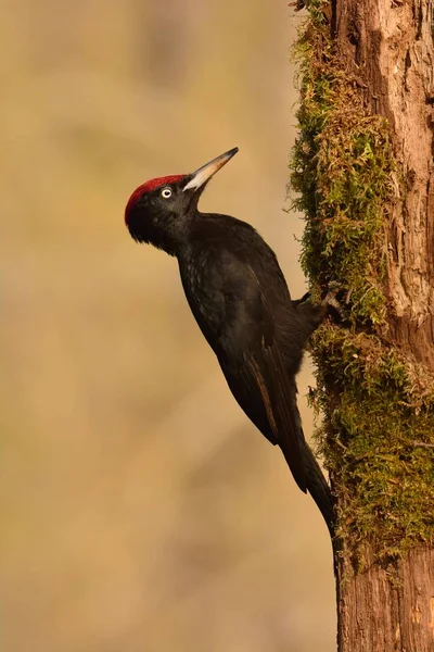 Pájaro carpintero negro, Dryocopus martius encaramado en una vieja rama seca . —  Fotos de Stock