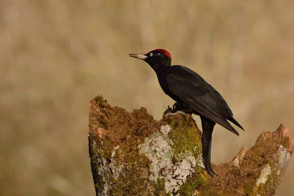 Pájaro carpintero negro, Dryocopus martius encaramado en una vieja rama seca . —  Fotos de Stock