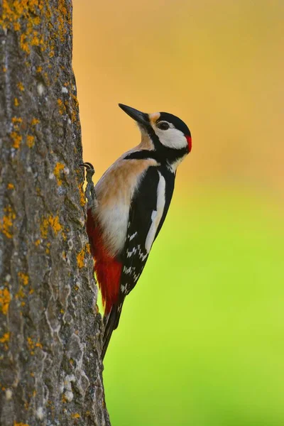 Grande picchio maculato appollaiato su un tronco. — Foto Stock