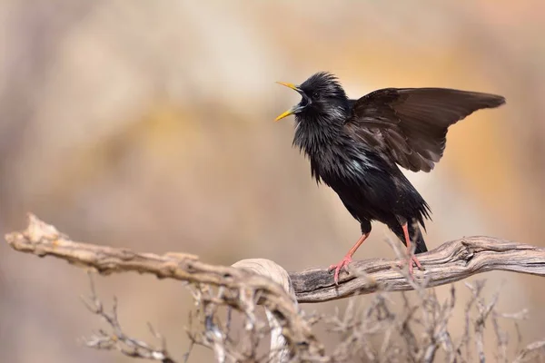 Spotless starling perched on a branch — Stock Photo, Image