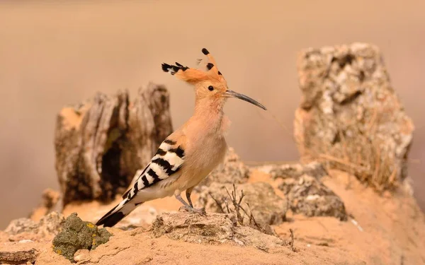 Eurasie Hoopoe ou Upupa epops, bel oiseau brun . — Photo