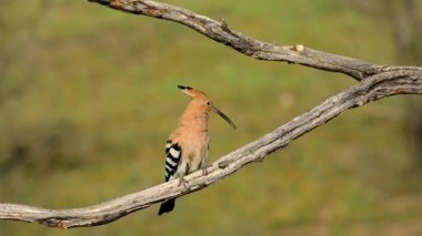 Avrasya ibibik veya Upupa epops, kahverengi zemin ile onun civciv beslemek için bekleyen dalı tıraşlama güzel kahverengi kuş.