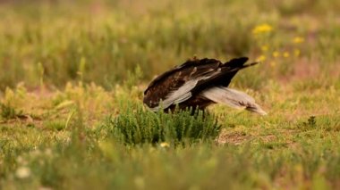 Batı marsh harrier bir av alanı yeme.