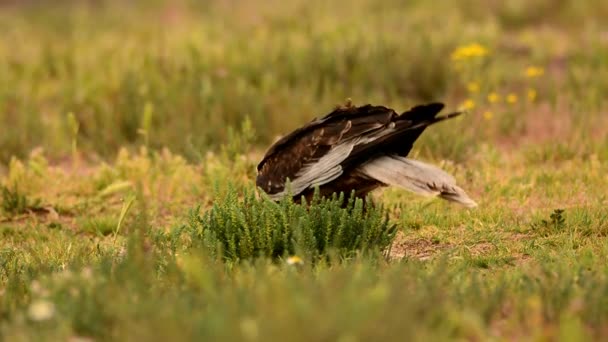 Harrier Del Pantano Occidental Comiendo Una Presa Campo — Vídeos de Stock