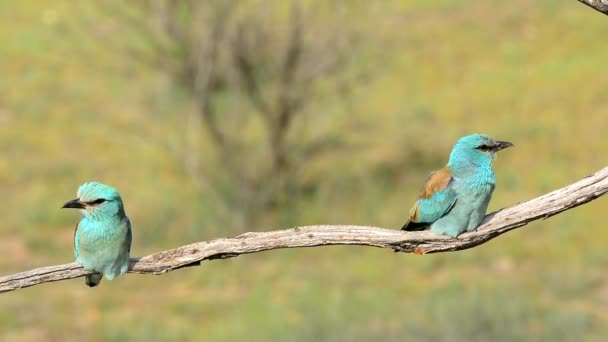 European Roller Couple Perched Branch — Stock Video