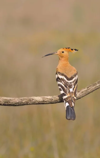 Євразійський одуд або Upupa дані за, красивий коричневий птах. — стокове фото