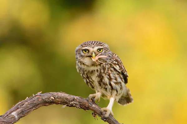 Un piccolo gufo con una cavalletta . — Foto Stock