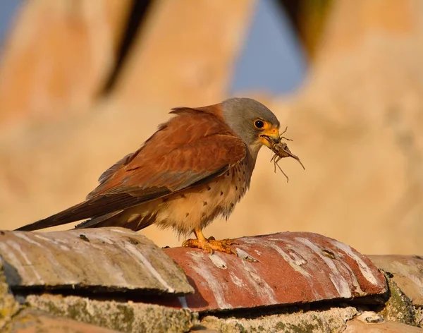 Pienempi kestrel hyönteinen nokassaan . — kuvapankkivalokuva