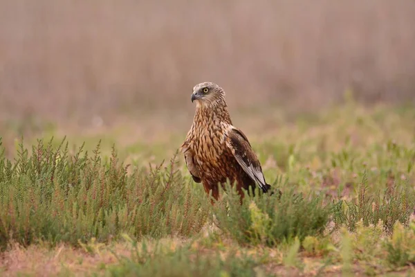 Westelijke moeraskiekendief, Circus aeruginosus — Stockfoto