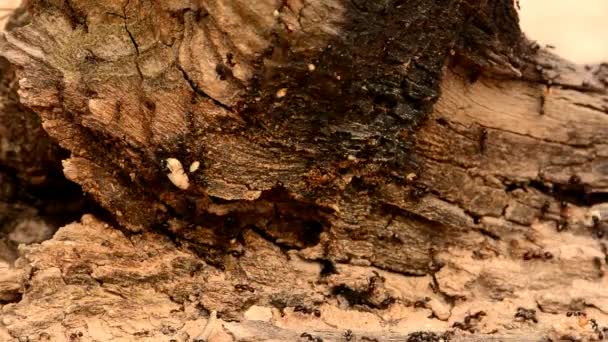 Hormigas Negras Sobre Madera — Vídeo de stock