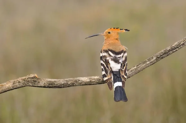 Eurasischer Wiedehopf oder upupa epops, schöner brauner Vogel. — Stockfoto