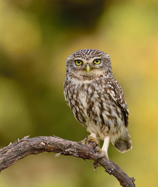 A little owl perched on a branch. — Stock Photo, Image