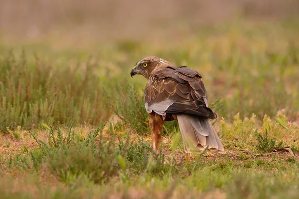 Mężczyzna zachodnie bagno Harrier, Circus aeruginosus — Zdjęcie stockowe