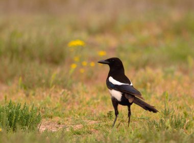 Avrupa saksağanı, magpie alanında tıraşlama.
