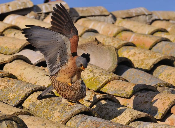 Mies ja nainen, Lesser Kestrel. Falco naumanni . — kuvapankkivalokuva