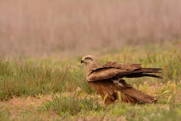 Pipa preta, Milvus migrans empoleirado . — Fotografia de Stock