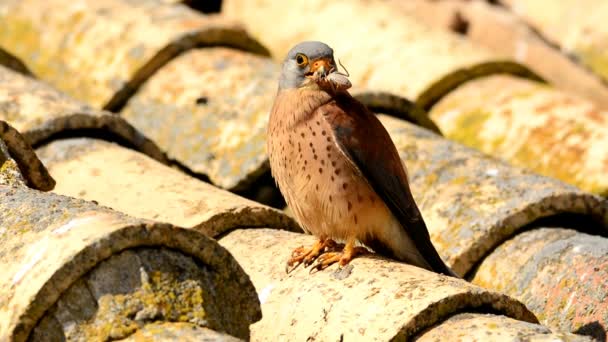 Lesser Kestrel Male Perched Roof Hunting — Stock Video