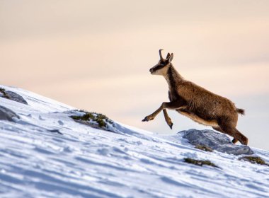 İspanya 'daki Picos de Europa Ulusal Parkı' nın zirvelerindeki kardaki Chamois..