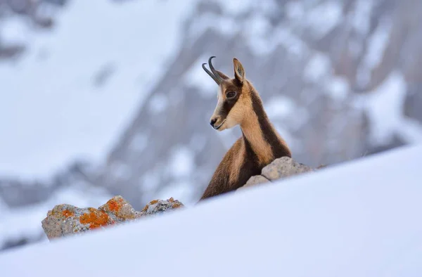 Gämsen im Schnee auf den Gipfeln des Nationalparks picos de europa in Spanien. — Stockfoto