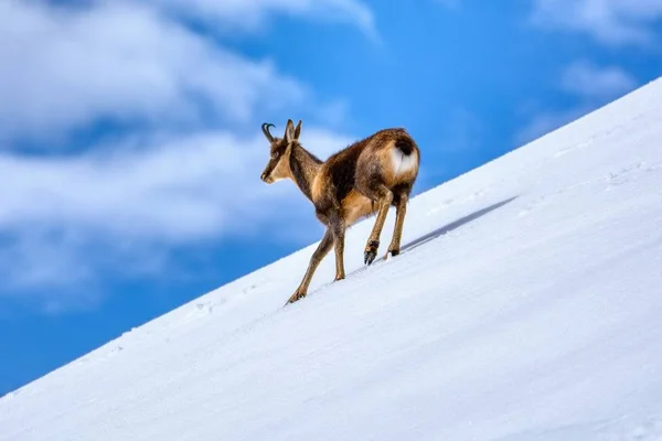 Chamois w śniegu na szczytach Parku Narodowego Picos de Europa w Hiszpanii. — Zdjęcie stockowe