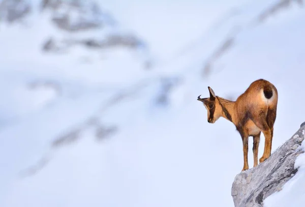 Chamois na neve nos picos do Parque Nacional Picos de Europa em Espanha . — Fotografia de Stock