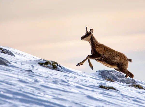 Chamois w śniegu na szczytach Parku Narodowego Picos de Europa w Hiszpanii. — Zdjęcie stockowe