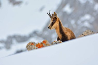 İspanya 'daki Picos de Europa Ulusal Parkı' nın zirvelerindeki kardaki Chamois..