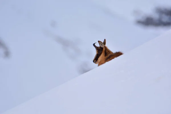 Chamois dans la neige sur les sommets du Parc National Picos de Europa en Espagne . — Photo