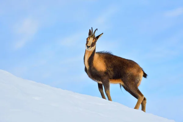 Chamois w śniegu na szczytach Parku Narodowego Picos de Europa w Hiszpanii. — Zdjęcie stockowe