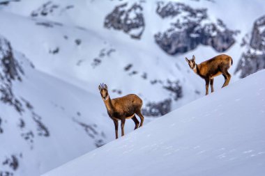 İspanya 'daki Picos de Europa Ulusal Parkı' nın zirvelerindeki kardaki Chamois..