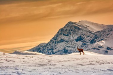 İspanya 'daki Picos de Europa Ulusal Parkı' nın zirvelerindeki kardaki Chamois..