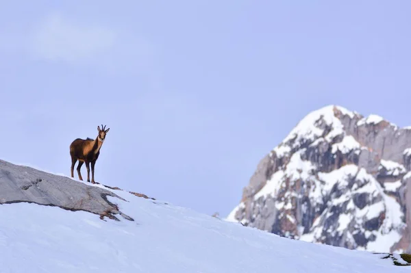 Chamois in the snow on the peaks of the National Park Picos de Europa in Spain. — Stock Photo, Image