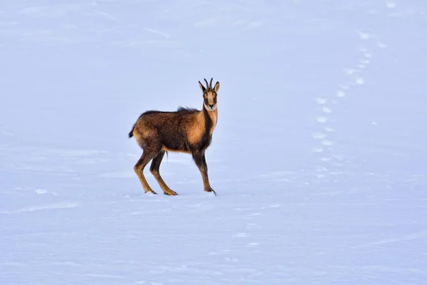 Chamois in the Snow на вершинах національного парку Пікос - де - Європа (Іспанія).. — стокове фото