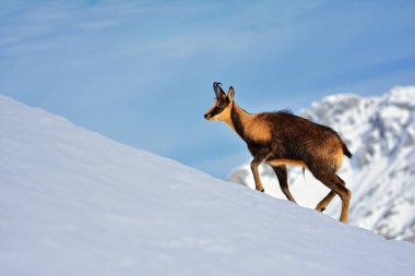 İspanya 'daki Picos de Europa Ulusal Parkı' nın zirvelerindeki kardaki Chamois..