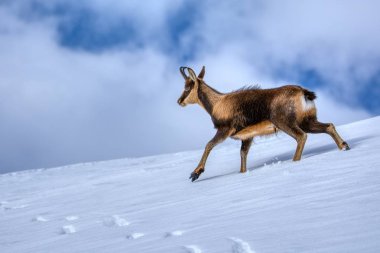 İspanya 'daki Picos de Europa Ulusal Parkı' nın zirvelerindeki kardaki Chamois..