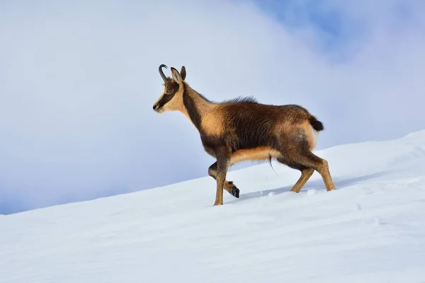 Chamois w śniegu na szczytach Parku Narodowego Picos de Europa w Hiszpanii. — Zdjęcie stockowe