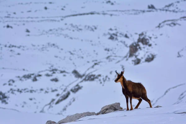 Gämsen im Schnee auf den Gipfeln des Nationalparks picos de europa in Spanien. — Stockfoto